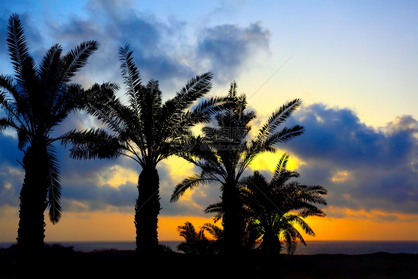 日落时棕榈海岸可用作背景图片