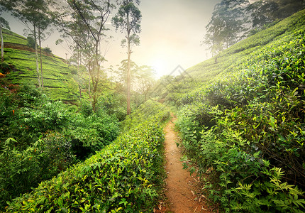足太阳膀胱经斯里兰卡日落时茶叶种植园的脚足道背景