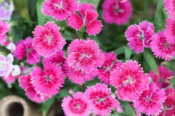 花园中美丽的粉色花朵股票照片图片