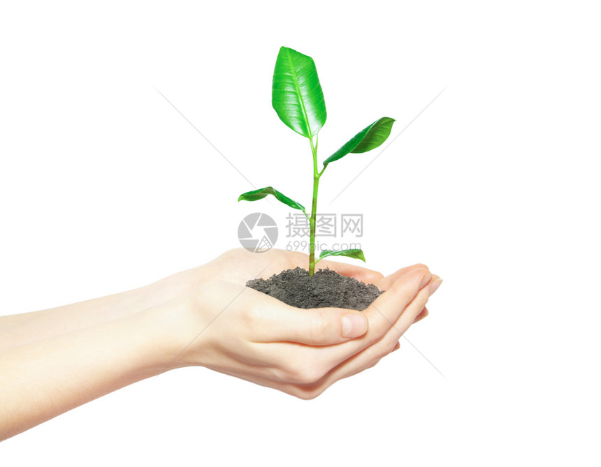 握着绿色小植物的人类手新生命概念图片