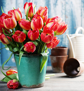 美丽的红色郁金香花束和木制桌上的花园工具图片