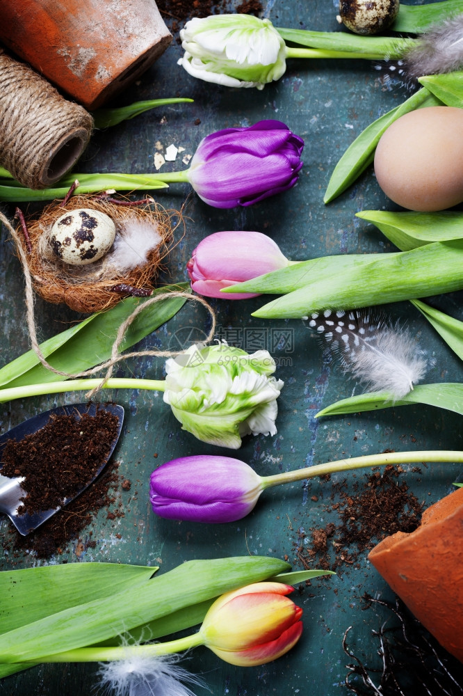 复活节鸡蛋配有春郁金花和老木板上的花园工具图片