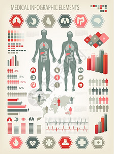 内脏器官人体矢量图片