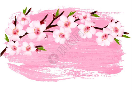 盛开的樱花矢量背景插画图片