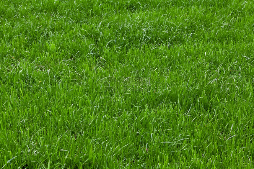 绿草背景质图片