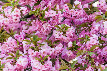 粉红花春季背景图片