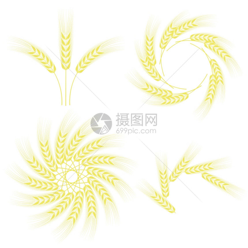 白色背景上孤立的一套小麦框架图片
