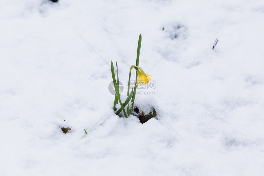 雪中自恋的花朵图片