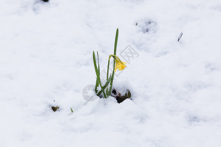 雪中自恋的花朵图片