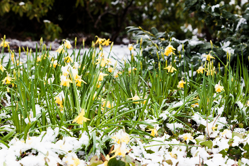 雪中的春花图片