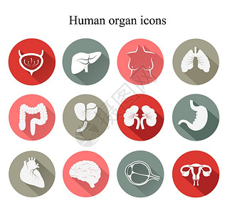 人体器官图标一组人体器官平面图标矢量插画