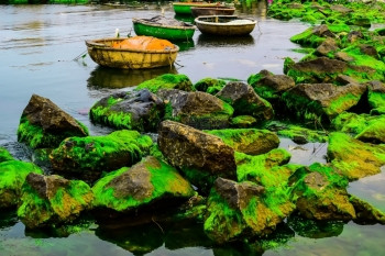位于维特南LySon岛蓝海沙滩岩石上的天然绿色苔图片