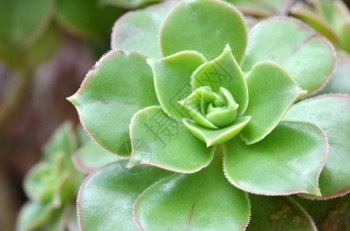 母鸡和小稀释植物关闭图片