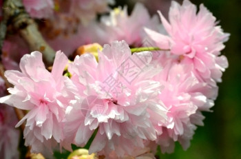 粉色花朵紧贴底模糊由BaysBaysSingaporexA在花园展出图片