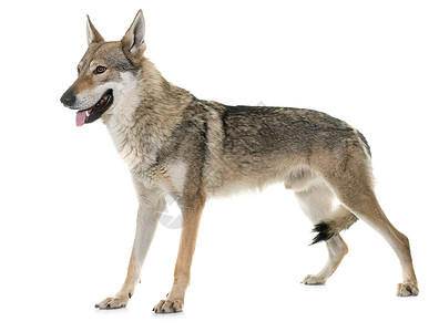 捷克斯洛伐克语白色背景面前的雪乔斯洛瓦克狼狗背景
