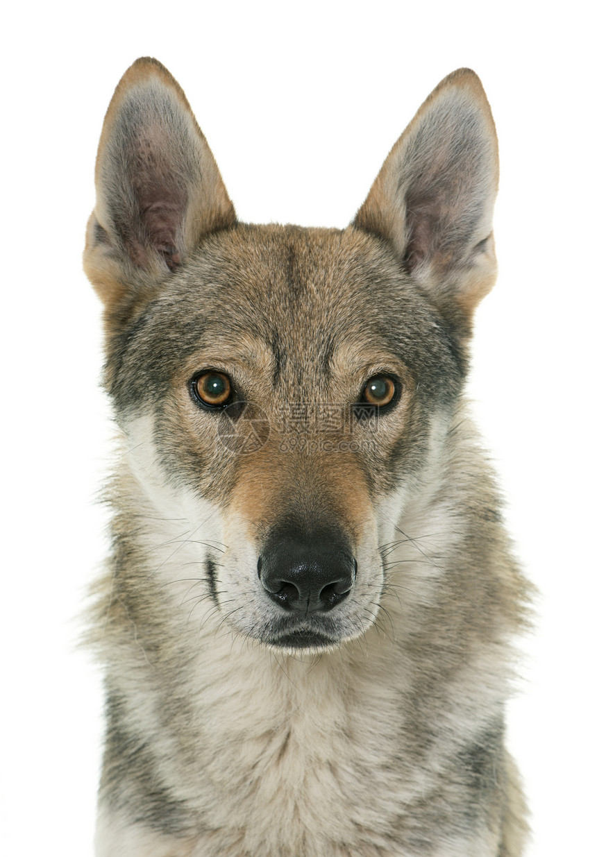 白色背景面前的雪乔斯洛瓦克狼狗图片