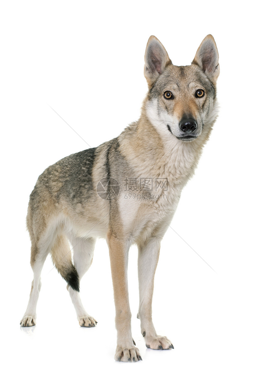 白色背景面前的雪乔斯洛瓦克狼狗图片