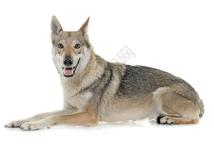 捷克斯洛伐克语白色背景面前的雪乔斯洛瓦克狼狗背景
