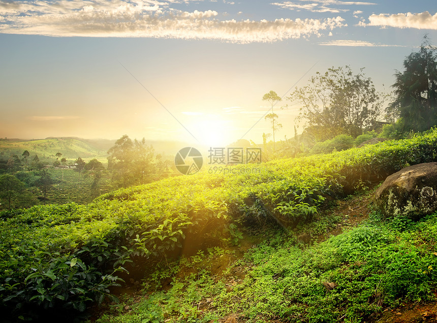 斯里兰卡NuwaraEliya茶叶种植园的太阳过图片