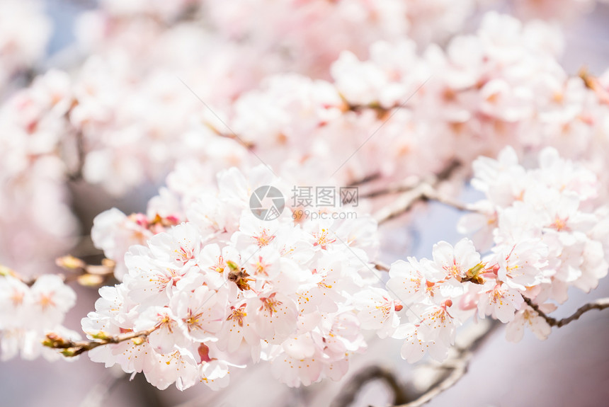 樱花春底的日本人图片