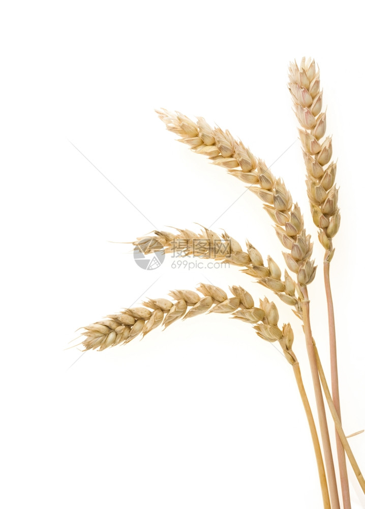 白底孤立的小麦耳图片