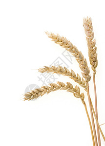 白底孤立的小麦耳图片