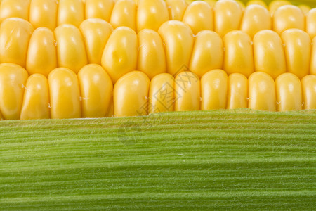 熟黄玉米封为背景图片