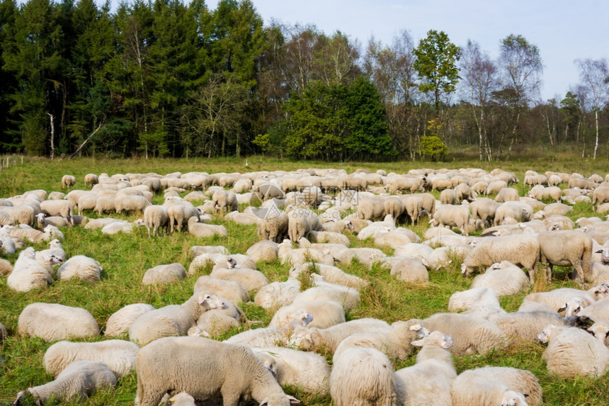 牧羊在绿草上原图片