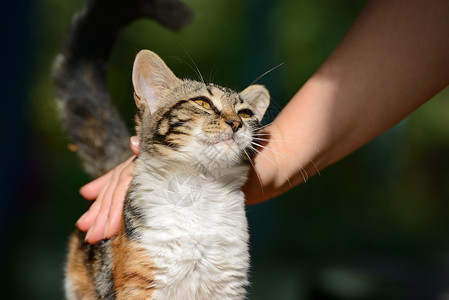 长着一只小猫图片