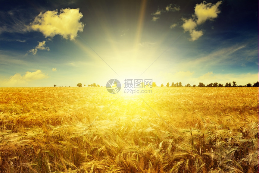 美丽的日出在一片小麦田之上图片