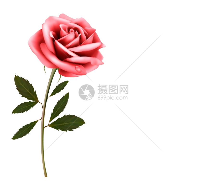 鲜花背景粉红色玫瑰矢量图片
