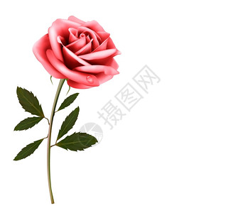 鲜花背景粉红色玫瑰矢量图片