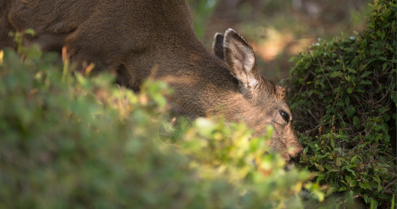 鹿经常出现在树林边缘寻找食物图片