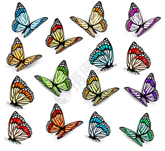 卡通矢量多彩的蝴蝶元素图片