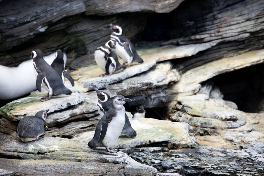 马哲伦企鹅Spheniscusmagellanicus是南美企鹅在阿根廷智利和福克兰群岛沿岸繁殖图片