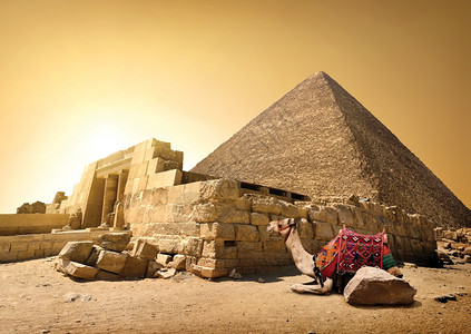 骆驼和破坏的开罗切普斯金字塔图片