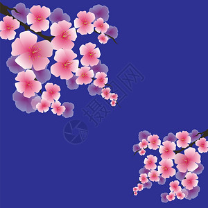 粉红春花在蓝色背景上被孤立樱日桃树粉红花樱图片
