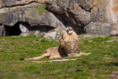 大雄狮躺在草地上图片