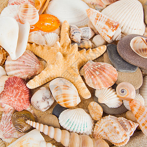 各种海壳漂亮的贝壳学高清图片