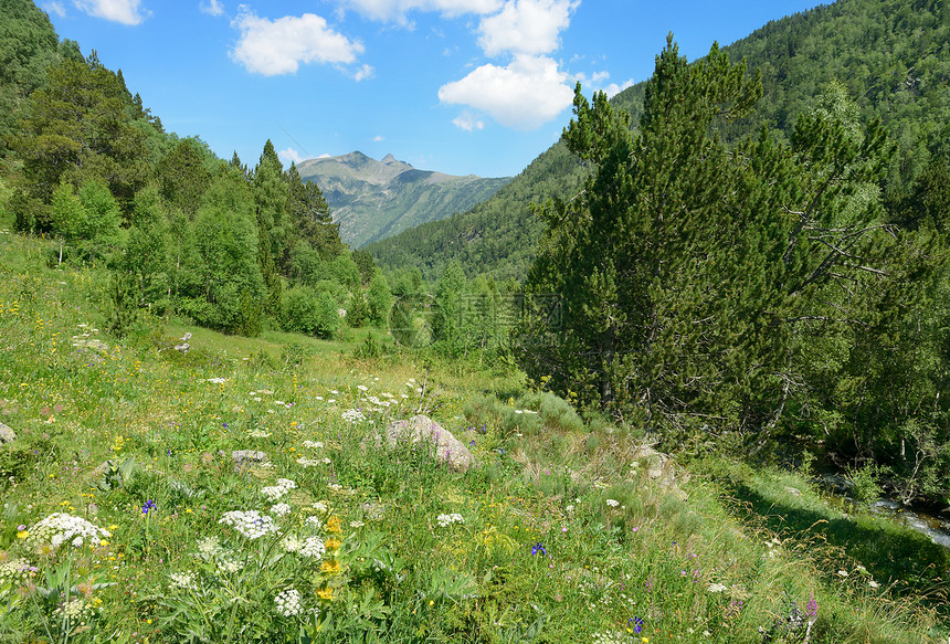 森林覆盖的阿尔卑山草原图片