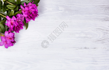 白色圆框素材白木上方圆框左角的野红多登花朵背景