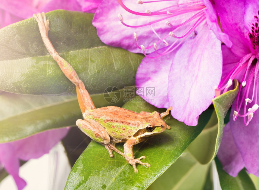 青蛙伸展腿在光天化日之下野花上贴近青蛙光效应适用于图像选择地关注眼睛和鼻子图片
