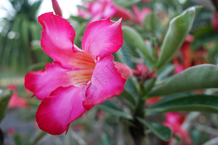 热带花朵粉红色沙漠升起图片