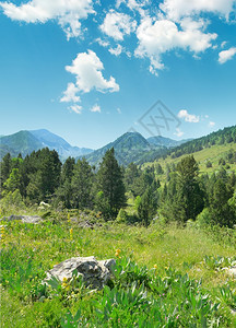 在高山背景上美丽的松树背景图片