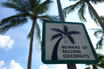 椰子落到公园里小心椰子落下来图片