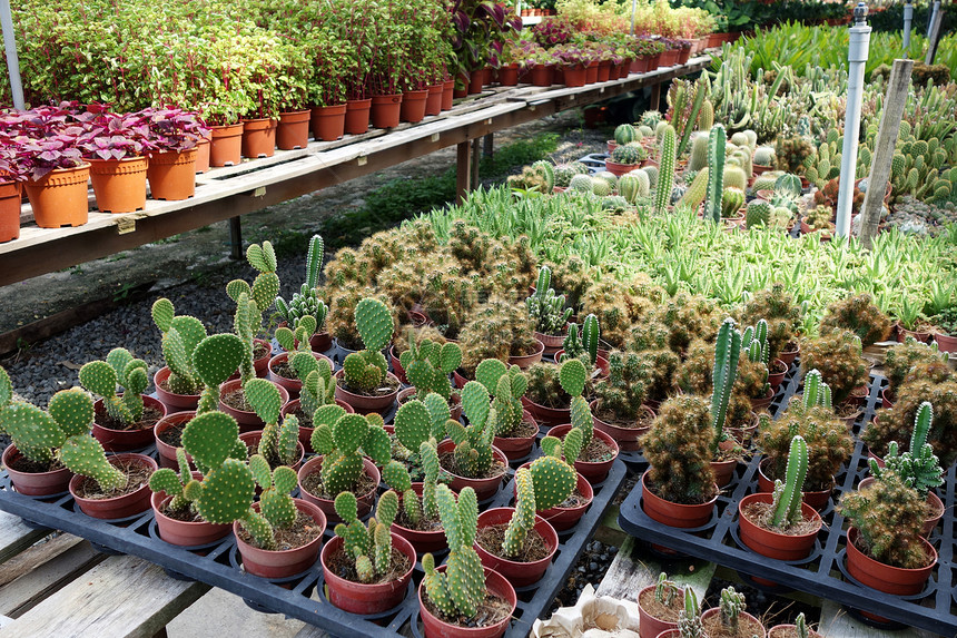 苗圃内出售的仙人掌植物图片