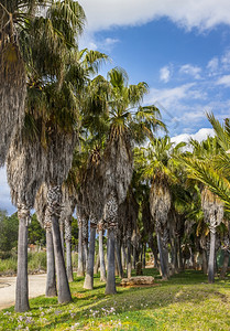 棕榈树完美棕榈树与丽的蓝天相对图片