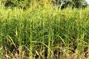 开花期间的绿稻种植图片