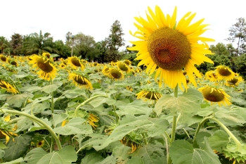 太阳花田向日葵图片