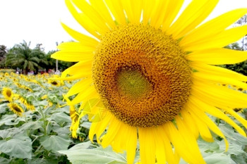 太阳花田向日葵图片